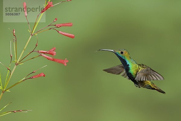 Schwarzkehlmango (Anthracothorax Nigricollis Nigricollis) fliegen bei der Fütterung auf einer Blume in Trinidad und Tobago.