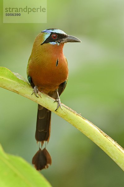Blau-gekrönt Motmot (Momotus Momota) liegt auf einem Zweig in Trinidad und Tobago.
