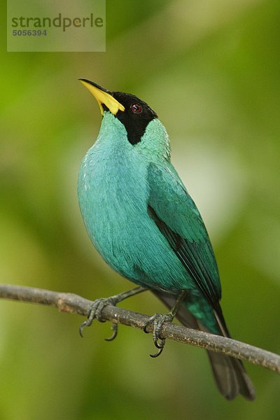 Green Türkisvögel (s. Chlorophanes) liegt auf einem Zweig in Trinidad und Tobago.