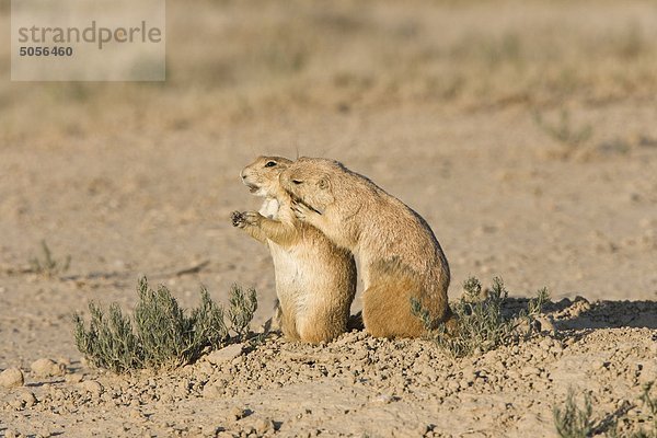 Schwarz-tailed Präriehund (Cynomys Ludovicianus)  Allogrooming an Burrow  West Pueblo  Colorado.