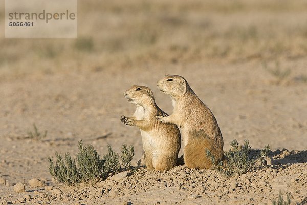 Schwarz-tailed Präriehunde (Cynomys Ludovicianus)  an Burrow  West Pueblo  Colorado. Die auf der rechten Seite ist eine stillende Frauen.