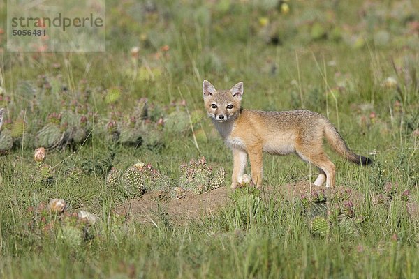 Rasche Fox (Vulpes Velox)  Kit auf Den  nahe Pawnee National Grassland  Colorado.