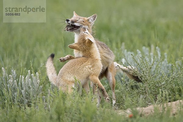 Rasche Fox (Vulpes Velox)  weibliche mit Nagetier und hungrig Kit auf Den  in der Nähe von Pawnee National Grassland  Colorado.