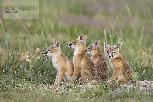 Rasche Fox (Vulpes Velox)  Kits auf Den  nahe Pawnee National Grassland  Colorado.