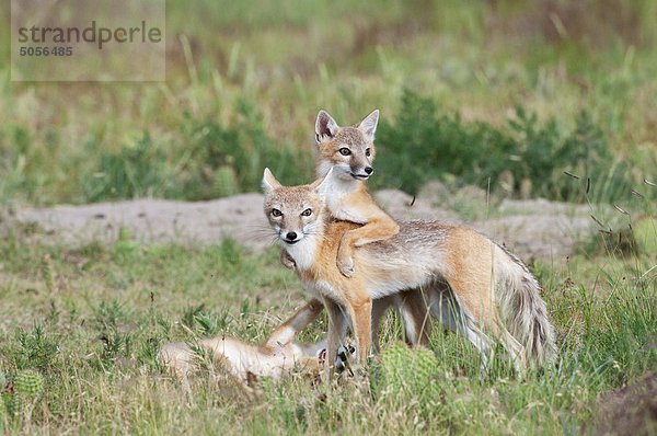 Rasche Fox (Vulpes Velox)  Weibchen und Kits auf Den  in der Nähe von Pawnee National Grassland  Colorado.