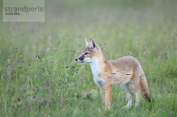 Rasche Fox (Vulpes Velox)  Kit unter blau Grama Gras (Buchloe Gracilis)  in der Nähe von Pawnee National Grassland  Colorado.