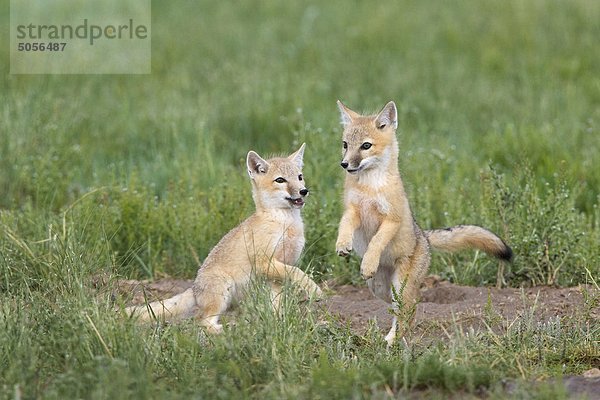 SWIFT fox (Vulpes Velox)  Kits spielen an Den  in der Nähe von Pawnee National Grassland  Colorado.