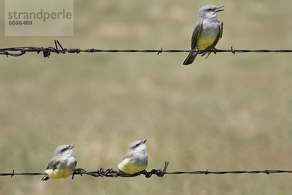 Arkansaskönigstyrann (Tyrannus Verticalis)  Erwachsene (oben) und Jungvögeln  in der Nähe von Pawnee National Grassland  Colorado.