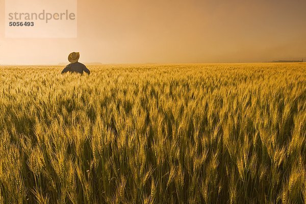 ein Mann blickt über einem Körper sosrewanija Weizen mit Nebel im Hintergrund  in der Nähe von Dugald  Manitoba  Kanada