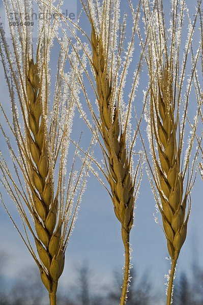 close-up Weizen bedeckt mit Frost  in der Nähe von Beausejour  Manitoba  Kanada