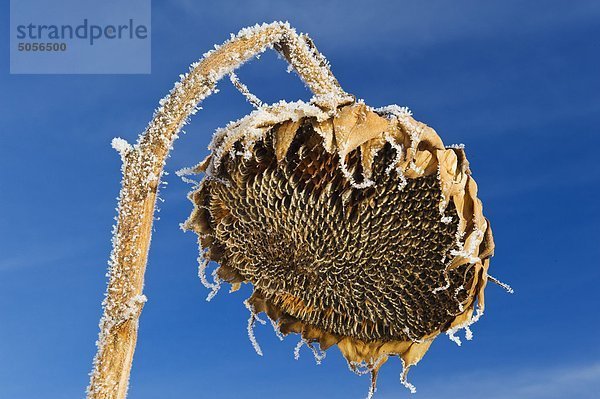 Nahaufnahme der Sonnenblume Kopf mit Frost  in der Nähe von Beausejour Manitoba  Kanada