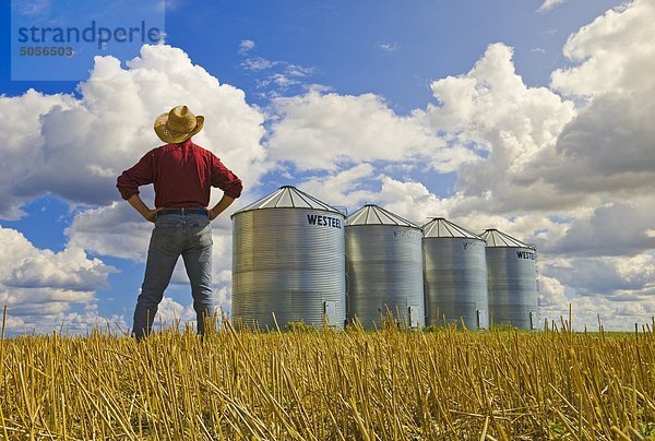 ein Mann Blick auf ein Getreidefeld Stoppel und Korn Lagerplätze in der Nähe von Carey  Manitoba  Kanada