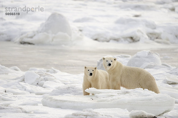 Eisbär  Ursus maritimus  Vorsicht  Mutter - Mensch  Kanada  junges Raubtier  junge Raubtiere  Manitoba  Sekunde  Jahr