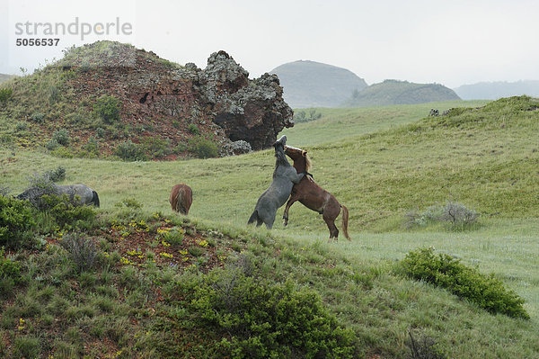 Wilden Pferd (Wild Horse) Equus Caballus. Paar wirbt. Theodore-Roosevelt-Nationalpark (South Unit)  North Dakota  Vereinigte Staaten von Amerika.