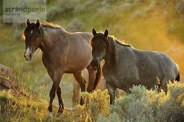 Wilden Pferd (Wild Horse) Equus Caballus. Theodore-Roosevelt-Nationalpark (South Unit)  North Dakota  Vereinigte Staaten von Amerika.