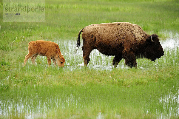 Amerikanischer Bison (Bison Bison) Frühling Kalb mit Mutter. Yellowstone-Nationalpark  Wyoming  Vereinigte Staaten von Amerika.