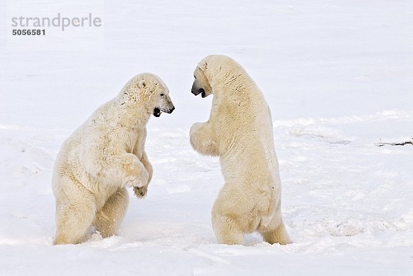 Eisbären (Ursus Maritimus) sparring  westlichen Hudson Bay  Churchill  Manitoba  Kanada.