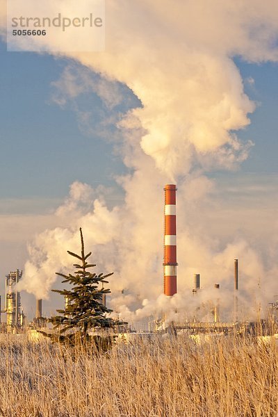 Junge immergrünen grünsalat errichteten in der Nähe Ölraffinerie  Edmonton  Alberta  Kanada.