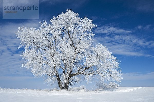 Feld mit Frost abgedeckt Baum in der Nähe von Winnipeg  Manitoba  Kanada
