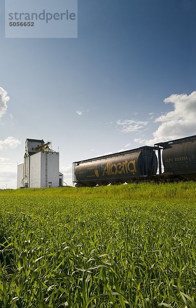 ein Bereich der frühen Wachstum mit einer Korn-Aufzug-Korn- und Schienenverkehr Hopper Autos im Hintergrund  in der Nähe von Nesbitt  Manitoba  Kanada