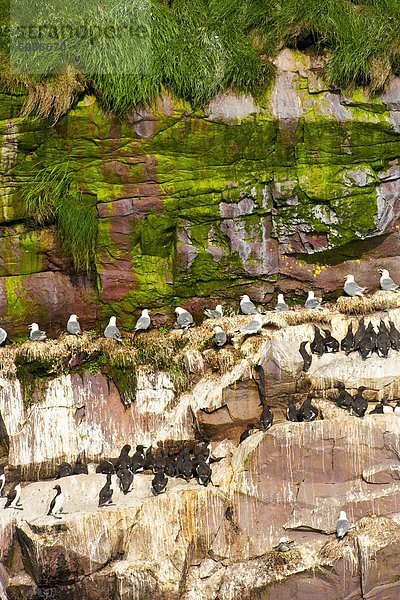 Steilküste schwarz schlank Rechnung Neufundland Saint Marys Ecological Reserve Bucht Kanada