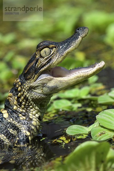 Jungtier amerikanische Alligator (Alligator Mississippiensis)  Zentral-Florida  USA.