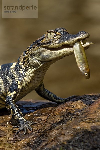 Jungtier amerikanische Alligator (Alligator Mississippiensis)  Zentral-Florida  USA.