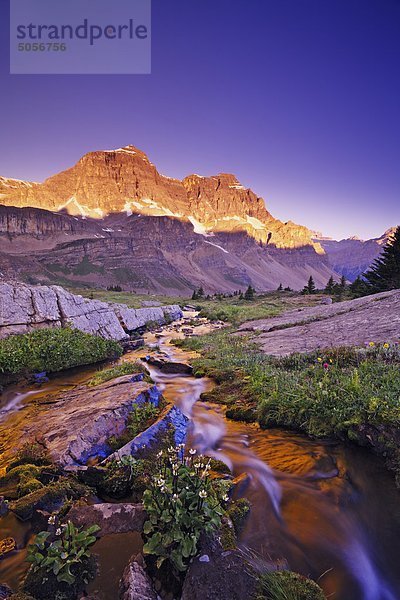 Nationalpark Landschaftlich schön landschaftlich reizvoll Wildblume Bach unbewohnte entlegene Gegend vorwärts Banff