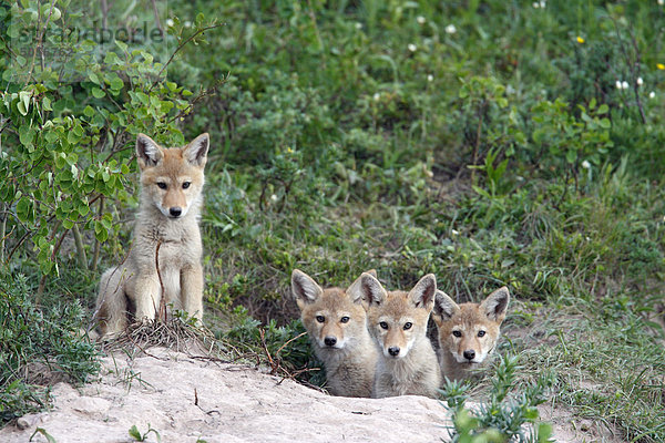 Coyote Pups (Canis Latrans)
