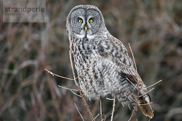 Burrowing Owl (Athene Cunicularia) Küken ihre Nest Hohlraum oder Den Bau. Burrowing sind eine vom Aussterben bedrohte Arten in Kanada.