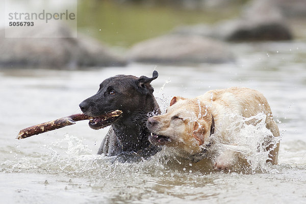 Hund See 2 Labrador Golden Retriever Hecla-Grindstone Provincial Park Kanada Manitoba spielen Winnipeg