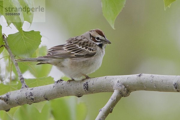Lark Sparrow (Chondestes Grammacus) liegt auf einem Zweig in Alberta  Kanada.