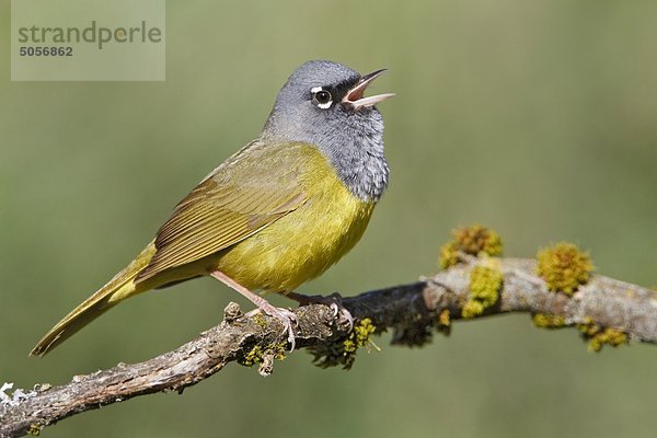 Dickichtwaldsänger (Oporornis Tolmiei) liegt auf einem Zweig in Victoria  BC  Kanada.