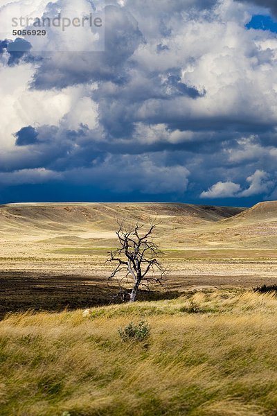 Lone Kahler Baum in Grasslands-Nationalpark  Saskatchewan  Kanada.