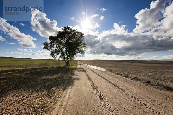 Clay Road und Baum in Ferland  Saskatchewan  Kanada.