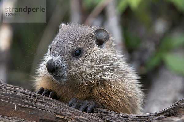 Nahaufnahme eines Babys Groundhog oder Murmeltier (Marmota Monax) sitzen auf Stump  South Gillies  Ontario  Kanada.