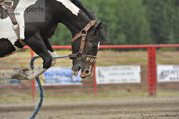 Bucking Pferd bei einem Rodeo Ereignis  Alberta  Kanada