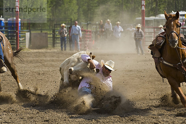 Ein Steer-Ringer fängt die Steuern an den Hörnern bei einem Rodeo-Wettbewerb in westlichen Alberta  Kanada