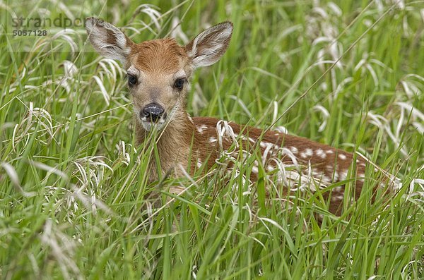 Reh (Odocoileus Hemionus) Verlegung in Gras warten auf ihre Mutter wieder  Saskatchewan.