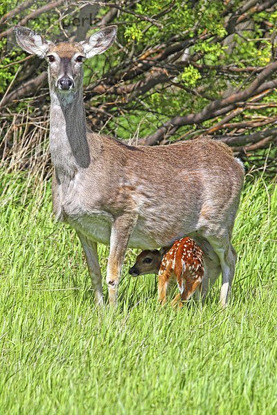 Doe mit ein Reh Zufluchtnahme unter seiner Mutter in der Nähe von Val Marie  Saskatchewan.