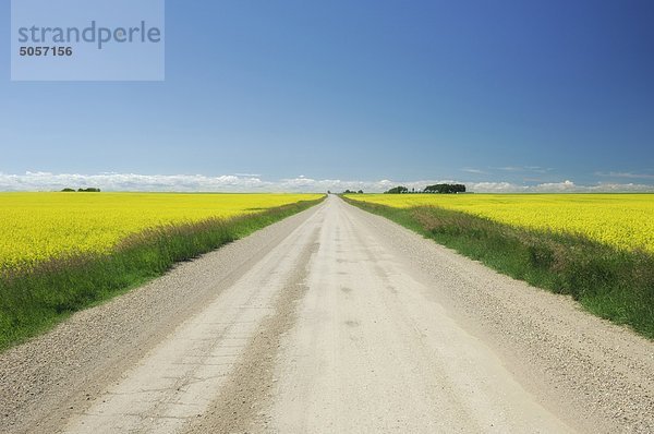 Alberta Landstraße mit Raps (Brassica Napus) Feldern entweder side - Alberta  Kanada