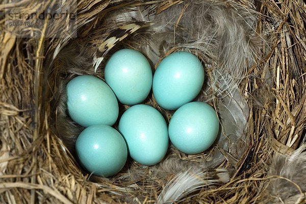 Mountain bluebird (Sialia currucoides) eggs  southern Okanagan Valley  Britsih Columbia