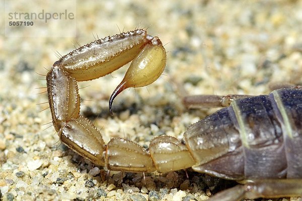 Nördlichen Skorpion (Paruroctonus Boreus) Telson (Schwanz Stinger) Closeup  Okanagan Valley  Britisch-Kolumbien
