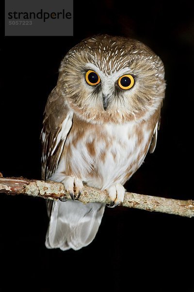 Nördlichen Saw – wetzen Owl (Aegolius Acadicus) thront auf dem Zweig