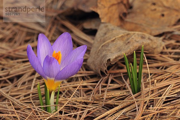 Aufstrebenden Krokus im Pine Stroh