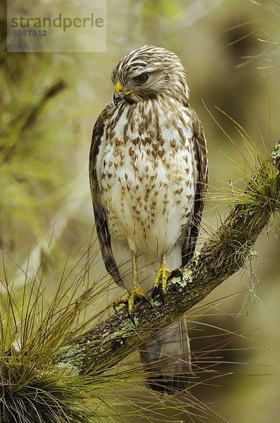 Rot Schultern Hawk (Buteo Lineatus) Myakka River State Park  Florida  Vereinigte Staaten