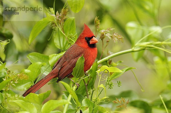 Nördlichen Kardinal (Cardinalis Cardinalis) männlich  Corkscrew Swamp Heiligtum  Naples  Florida  Vereinigte Staaten