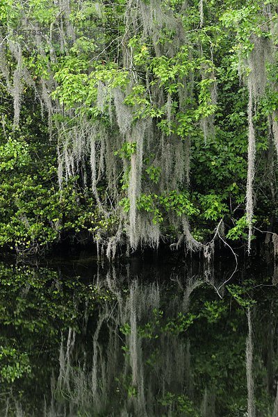 Spanisch Moos und Bäumen reflektiert in der Turner River  Florida  Vereinigte Staaten