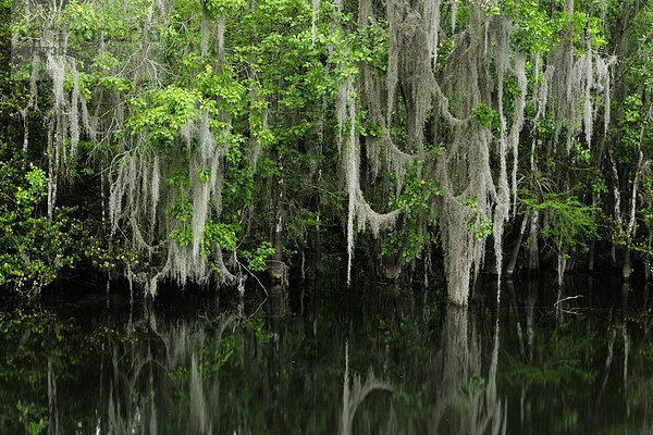 Spanisch Moos und Bäumen reflektiert in der Turner River  Florida  Vereinigte Staaten