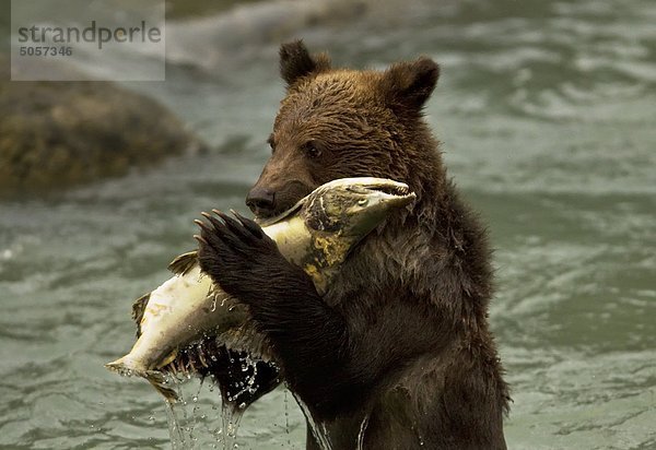 Grizzly Bear Cub Essen einen Lachs in einem Fluss  Britisch-Kolumbien.